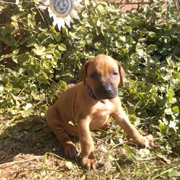 Valor - Rd whtn blk nose male Rhodesian Ridgeback puppy in Carney, Oklahoma from River Run Parson Russell terriers & River Run Ridgebacks