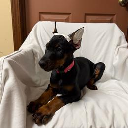 Black Girl (Pink Collar) - Black and rust female Doberman Pinscher puppy in Centralia, Missouri from TopSpots Farm