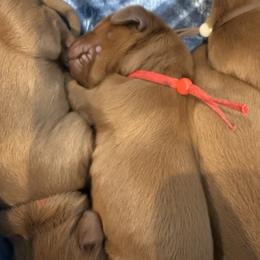 Red boy - Chestnut male Irish Setter puppy in West Haven, Utah from McClellan Setters