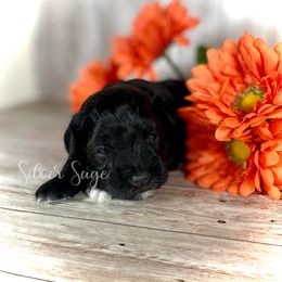 Boy 1 - male Miniature Schnauzer puppy in Weston, Idaho from Silver Sage Schnauzers