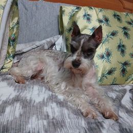 Hazel - Miniature Schnauzer