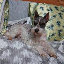 Hazel - Miniature Schnauzer