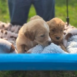 French Bulldog, Goldendoodle, and Mal-Shi Puppies from Courtney Nicole's Goldendoodles