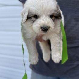Mr Green - White and badger male Great Pyrenees puppy in Idaho from Portneuf Range Pyrenees