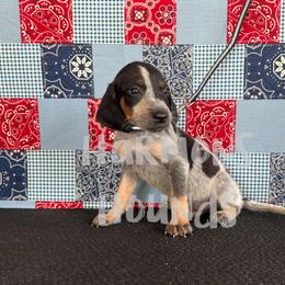 Jameson - Blue ticked and tan male Bluetick Coonhound puppy in Mount Pleasant, Texas from Harmons Hounds