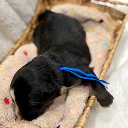 Dark blue - Black tri male Miniature Australian Shepherd puppy in 32046, Florida from River Hill Ranch