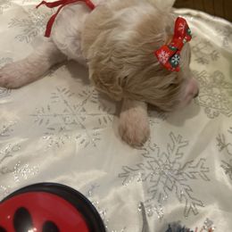 Daisy - Parti female Poodle puppy in Mobile, Alabama from Semmy’s Standard Poodle LLC