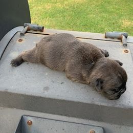 French Bulldog Puppies from Pet frenchies