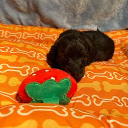 Red - Brindle male Dachshund puppy in Waukegan, Illinois from Rolling and Howling Basset Hounds and Dachshunds