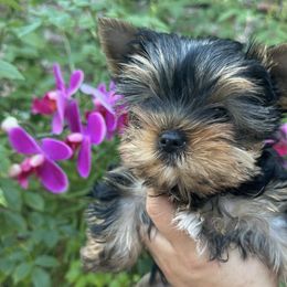 Yorkshire Terriers from Golden Heart