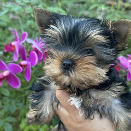 Yorkshire Terriers from Golden Heart