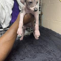 Peruvian Inca Orchid Puppies from Naked Baby’s