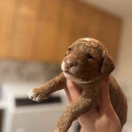 Todd - Red male Cavapoo puppy in Idaho Falls, Idaho from Freckle Paw Family