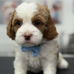 Chippy - Red male Cavapoo puppy in Yuciapa, California from AlltheDoodlez_