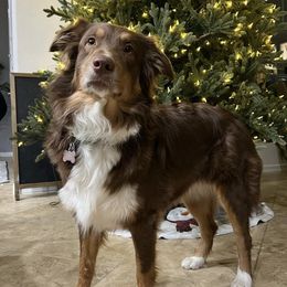 Australian Shepherds from East Valley Aussies
