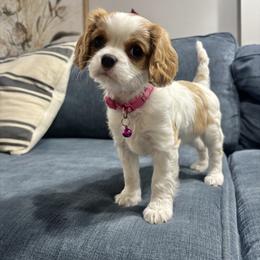 Cecily - Blenheim female Cavalier King Charles Spaniel puppy in Hixson, Tennessee from Erickson Cavaliers