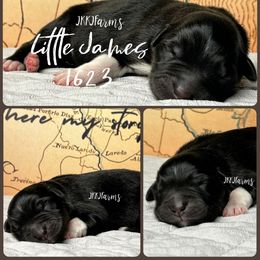 (2) Little James 1623 - Black tri-color male Australian Shepherd puppy in Huntington, Texas from JKKJ Farms