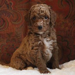 Sam - Apricot male Poodle puppy in Somerset, Ohio from Odyssey Pups