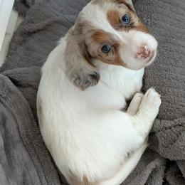 Quimby (3500) - Dapple female Dachshund puppy in Sonora, Kentucky from Maple Hill Miniature Dachshunds