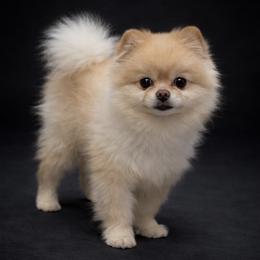 Yu-jin - Pomeranian