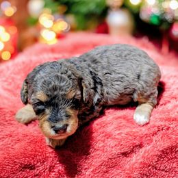 Jovie - Blue merle female Bernedoodle puppy in Sparta, Missouri from Sis' Doodles & Poodles