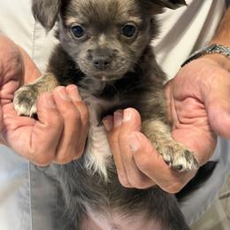 Chihuahua Puppies from JK Chihuahua