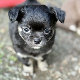 Pepé - Black and tan Chihuahua puppy in Yamhill, Oregon from Diamond Dog Chihuahuas