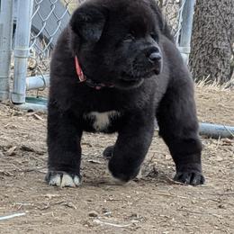 Akita Puppies from Akita Kai Magic