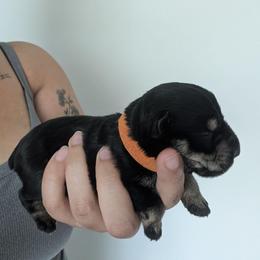Orange - Black and silver female Miniature Schnauzer puppy in Thomasville, North Carolina from J&J's Future Horizons Kennel