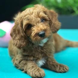 Hermey - Red  male Goldendoodle puppy in Norton, Ohio from Keepsake Doodles