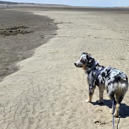 Australian Shepherds and Pomeranians from Willamette Valley Aussies
