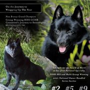 Schipperkes from Expedition Schipperkes