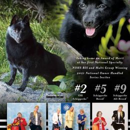 Schipperkes from Expedition Schipperkes
