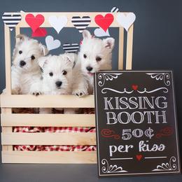 West Highland White Terrier Puppies from Cascading Westies