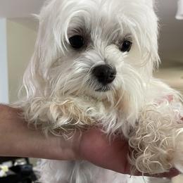Lizzi - Maltese