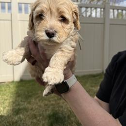 Bernedoodle, Cavalier King Charles Spaniel, and Poodle Puppies from Ellas.Pups (Bernedoodles & Cavapoos)