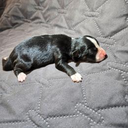 Spooky - Black tri-color female Australian Shepherd puppy in Abilene, Texas from S&K Aussies N' Rotties