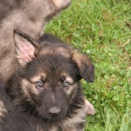 Shiloh Shepherd Puppies from Solace Shilohs