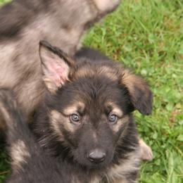 Shiloh Shepherd Puppies from Solace Shilohs