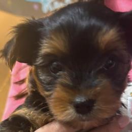 Yorkshire Terriers from Perrys Pups