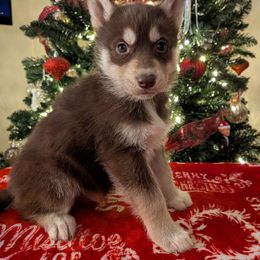 AKC Axel - Red and white male Siberian Husky puppy in Cedarville, Ohio from Evereve Kennels