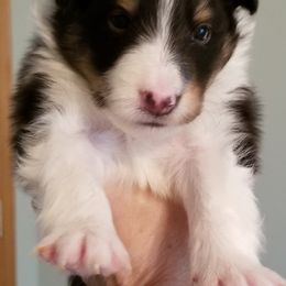 Shetland Sheepdog Puppies from Sharon’s Family Shelties