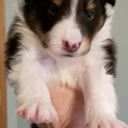 Shetland Sheepdog Puppies from Sharon’s Family Shelties