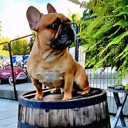 "Bruce # - French Bulldog
