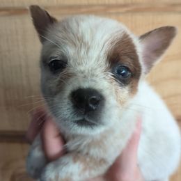 Pumpkin - Red mottled female Australian Cattle Dog puppy in Mena, Arkansas from Red Desert Australian Cattle Dogs