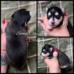 Coraline - Black and white female Pomsky puppy in Rossville, Georgia from Scenic City Pomskies