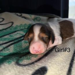 Girl 2 - Piebald female Dachshund puppy in Cherokee, Oklahoma from Special “K” Dachshunds