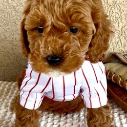 Ham - Red male Cavapoo puppy in Utah County, Utah from Cascade Springs Doodles