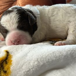 Toffe - White female Lagotto Romagnolo puppy in Lubbock, Texas from Tesoro Riccio
