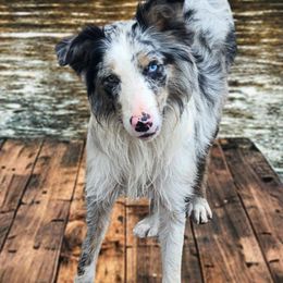 Amara - Border Collie